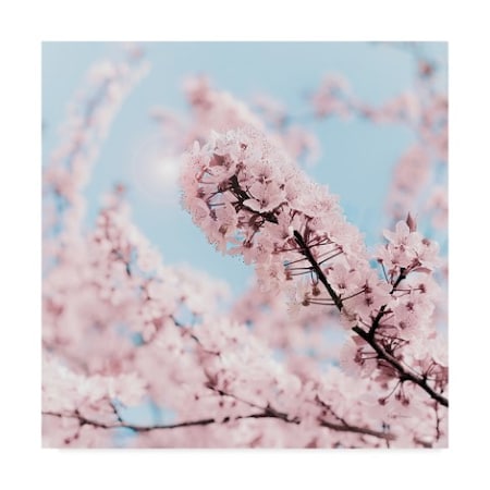 Keri Bevan 'Cherry Blossom Clouds' Canvas Art,14x14